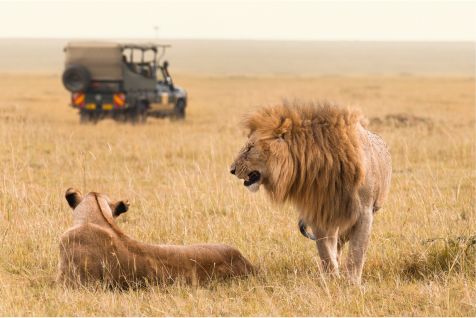 Kruger Safari and MaldivesImage