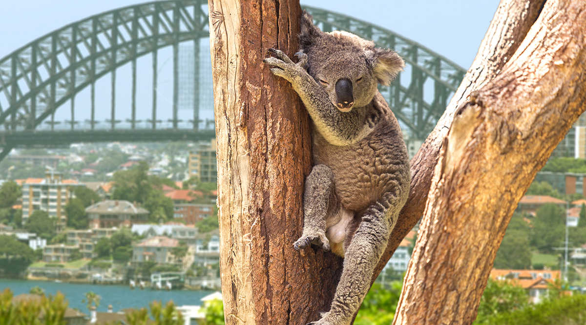 Australia ExplorerImage