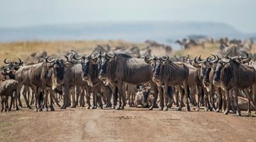 Highlights of Kenya Private Safari