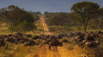 Grand East Africa & Seychelles Voyage Big Game to Big Blue 