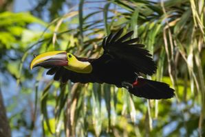 Costa Rica Birding and Nature Adventure