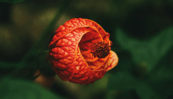 Exotic Costa Rica Explorer