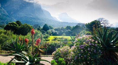 Half Day Spectacular Table Mountain & Kirstenbosch Gardens