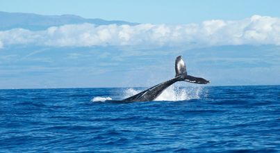 Full Day Marine Big 5 Safari Experience 