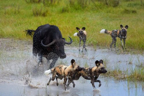 Okavango Delta