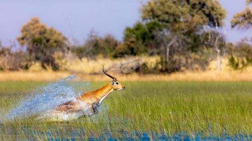 Okavango Delta