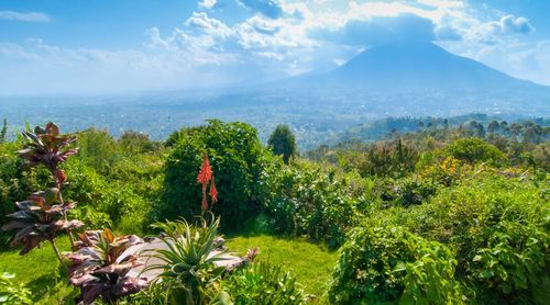 Rwanda Volcanoes National Park