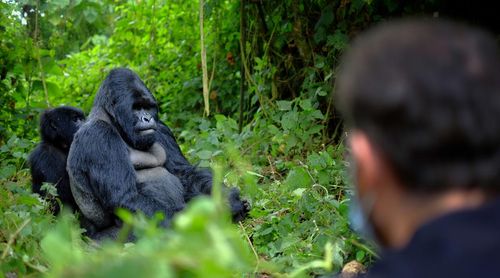 Rwanda Volcanoes National Park