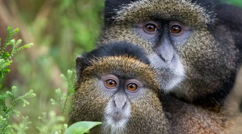 Rwanda Volcanoes National Park