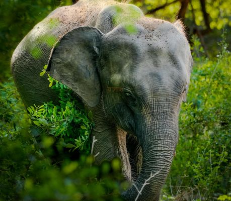Yala National Park