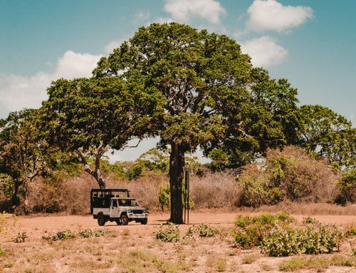 Yala National Park