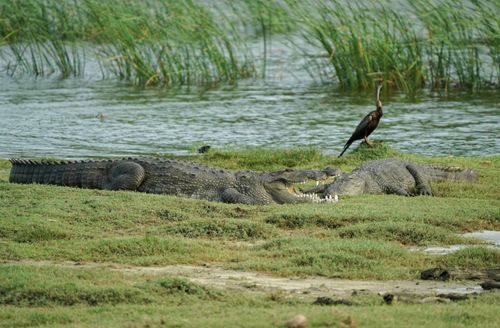 Yala National Park