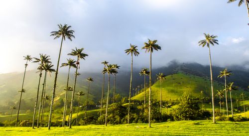Coffee Region
