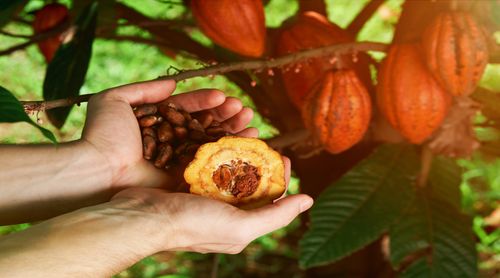 Coffee Region