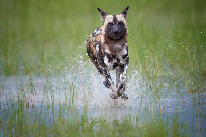Okavango Delta