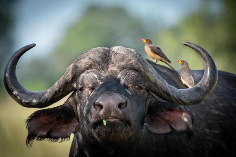 Okavango Delta