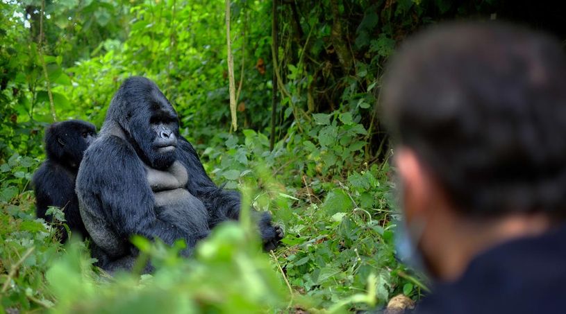 Rwanda Volcanoes National Park