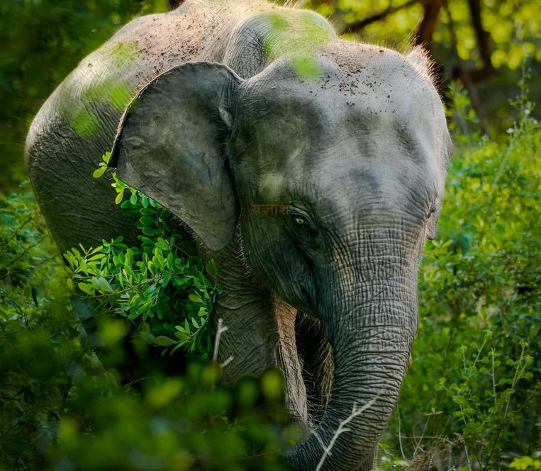 Yala National Park