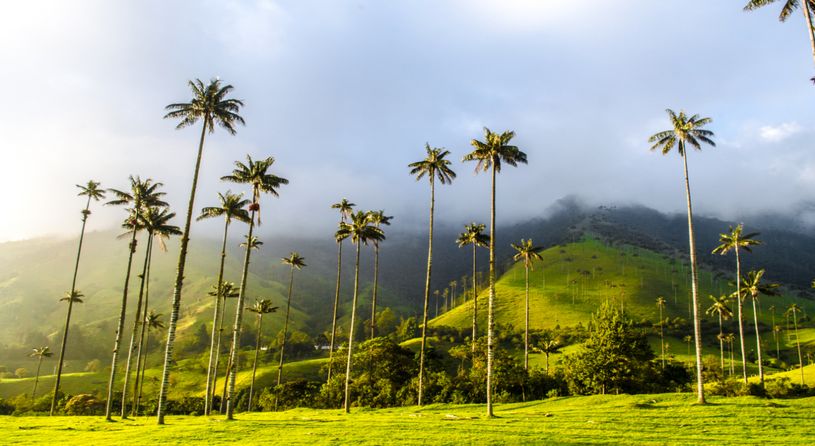 Coffee Region