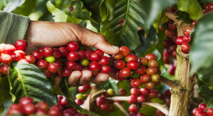 Coffee Region